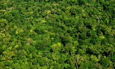 Floresta amazônica possui uma das mais ricas biodiversidades do mundo, com grande variedade de seres vivos, vegetais e minerais. Imagem: Luciana Macêdo.
