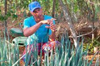 Para FAO, iniciativas do Brasil estão ligadas às demandas dos Objetivos de Desenvolvimento Sustentável da ONU e merecem ser difundidas. Imagem: ABr