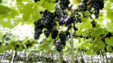 Sertão de São Francisco possui 90% de produção da uva e manga exportada para o Brasil e, desses, 80% é do pequeno produtor e da agricultura familiar. Imagem: MDA
