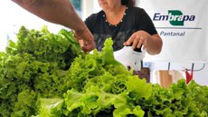 Agricultores de assentamento em MS aprimoram plantios livres de produtos químicos. Imagem: Embrapa
