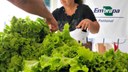 Agricultores de assentamento em MS aprimoram plantios livres de produtos químicos. Imagem: Embrapa
