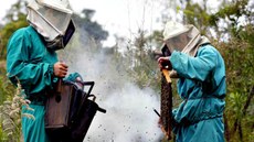Uma abelha quando sai para coletar néctar, não volta à colmeia antes de ter visitado até 200 flores. Oitenta por cento da produção de maçã, por exemplo, depende dessa polinização feita por elas. Imagem: Consea