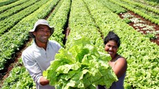 Se cumprida atual legislação, que torna obrigatório a órgãos da administração pública federal comprarem no mínimo 30% dos gêneros alimentícios da agricultura familiar, mercado potencial para o setor é de R$ 2,7 bilhões. Imagem: Consea
