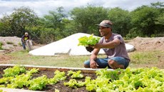 Condições favoráveis à prática da agricultura levaram família a retornar para terra natal. Imagem: Imagem: Manuela Cavadas 