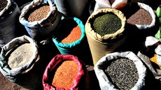 Publicação avalia o papel desempenhado pelo acesso e controle dos recursos naturais na realização do direito à alimentação e à nutrição em todo o mundo. Imagem: FAO