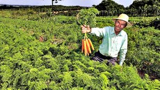 Falta de conhecimento sobre forma=s de produção artesanal dificulta entrada destes produtos no mercado. Imagem: ANPr