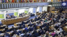 Países da CPLP querem desenvolver processos de cooperação e sinergia para a realização do Direito Humano à Alimentação Adequada. Imagem: FAO
