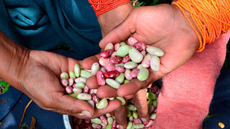 O relatório “Panorama da Segurança Alimentar e Nutricional na América Latina e no Caribe (2017)” mostra que todos os países latino-americanos e caribenhos registraram um aumento de suas taxas de obesidade em adultos entre os anos 1980 e 2014, sendo um fenômeno mais disseminado entre as mulheres. Imagem: relatório FAO/OPAS