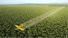 Segundo Abrasco, cerca de 70% dos alimentos in natura consumidos no país estão contaminados por algum tipo de agrotóxico, sendo que, desses, conforme a Anvisa, 28% contêm substâncias não autorizadas para uso no Brasil. Imagem: Getty Images