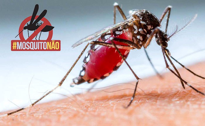 aedes.jpeg