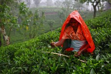 Mulher trabalha em plantação de chá no Sri Lanka. Foto: FIDA/G.M.B.Akash